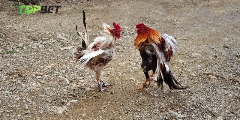 Bí kíp soi kèo đá gà Topbet từ cao thủ